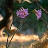 Wild Amaryllis Belladonna