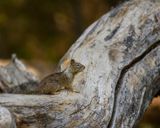 Just a Squirrel