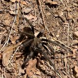 A Tarantula