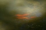 Goldfish