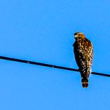 Red-tailed Hawk