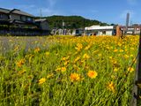 Daisies
