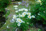 After Showering - visiting the Garden