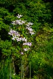Clematis