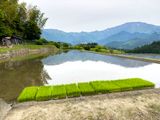 Rice seedlings ready to be planted