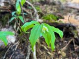 Chigo Lily