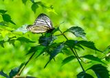 Siren Butterfly