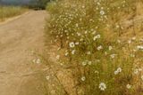 Hayfield Tarweed