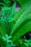 After the downpour