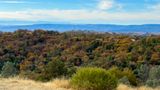 Colorful Black Oaks