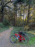 Under the Redwoods
