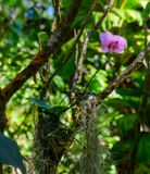 Orchid