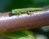 Gold dust day gecko