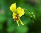 Pollinator