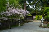 Cherry Blossoms