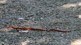 California Mountain Kingsnake