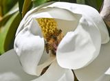 Popular Magnolia flower