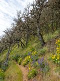 Oak forest
