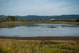 Pintail Marsh