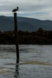 Pelican silhouette