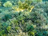 iridescent sea weed garden