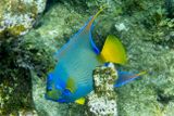 Blue & Yellow Beauty