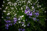 blossom storm