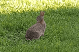 zaets.gif