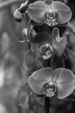 DSCF0576.jpg