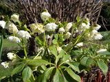 Nice piece of Hellebore