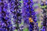 Salvia and Friend.jpg
