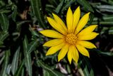 Gazania.jpg