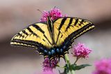 Tiger Swallowtail.jpg