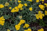 Yarrow.jpg