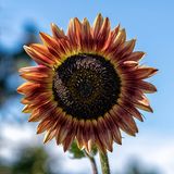 Sunflower.jpg