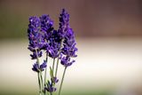 Last of the Lavender Day 25.jpg