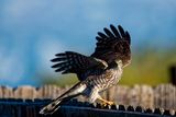 Sharp-shinned Hawk.jpg