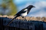 Black-billed Magpie.jpg