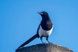 Magpie on the chimney.jpg