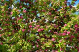 Hawthorn.jpg