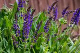 Salvia pratensis.jpg