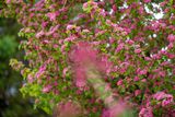 Hawthorn.jpg