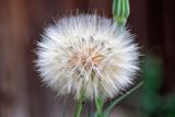 Salsify.jpg