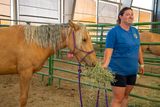 Gentled adoptable yearling 1.jpg
