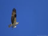 Osprey With a Fish