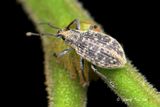 (Curculionidae, <mark>{Tribe}</mark> Cyphicerini sp.)</i><br /> Oriental Broad-nosed Weevils