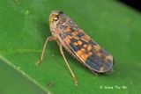 (Cicadellidae, Coelidiinae sp.)[B]<br />Leafhopper