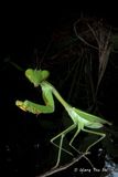 <i>(</i>Mantidae, <i>Camelomantis sp.)[C]</i>