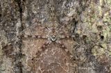 <i>(Hersilia sumatrana)</i><br /> ♀