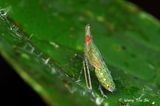 (Dictyopharidae sp. Nymph)<br />Planthopper nymph